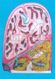 MICROSCOPIC STRUCTURE MODEL OF SPLEEN (A TYPE)